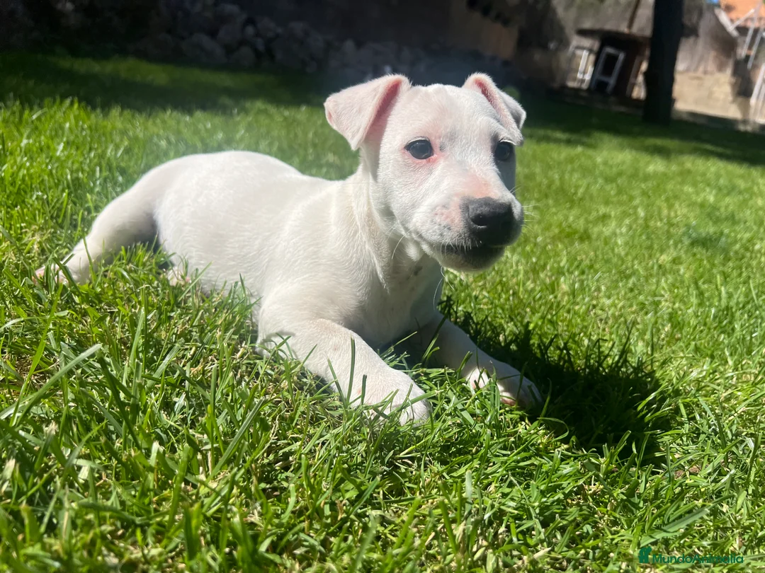 Jack Russell Terrier perros en venta: Último cachorro Jack Russell 500€ - Anuncio 1