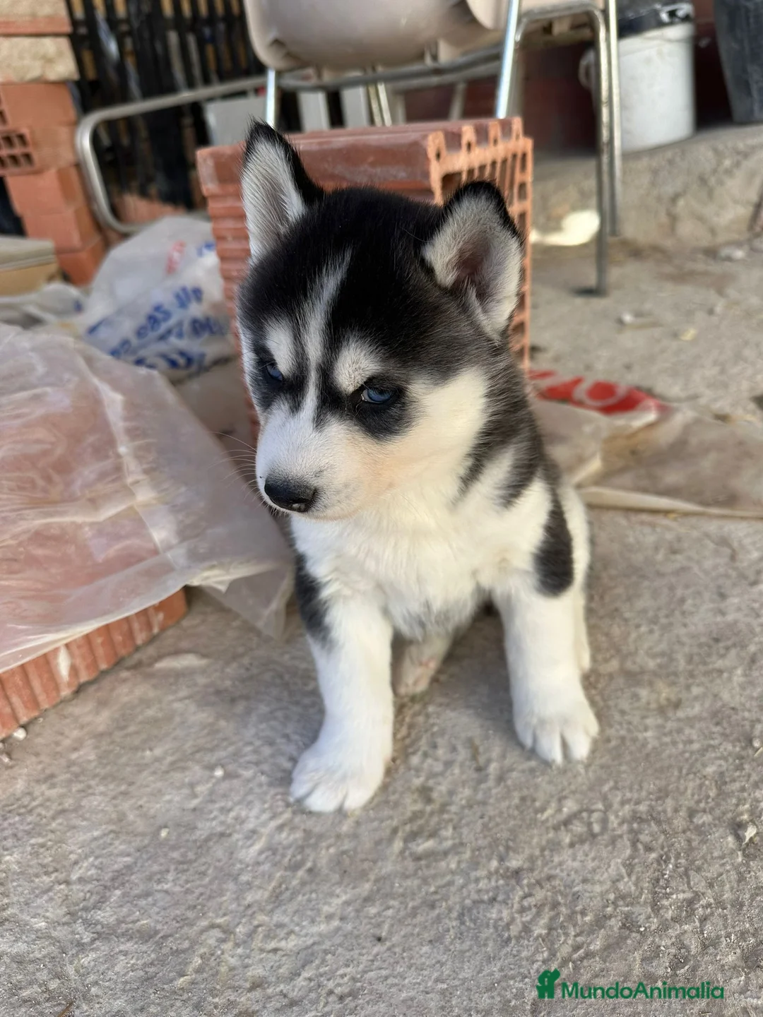Husky Siberiano perros en venta: Husky Siberiano  - Anuncio 7
