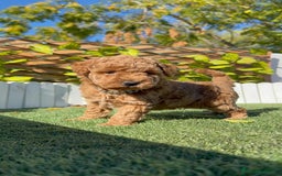 Caniche Toy perros en venta: CANICHE TOY MACHO - Anuncio 2