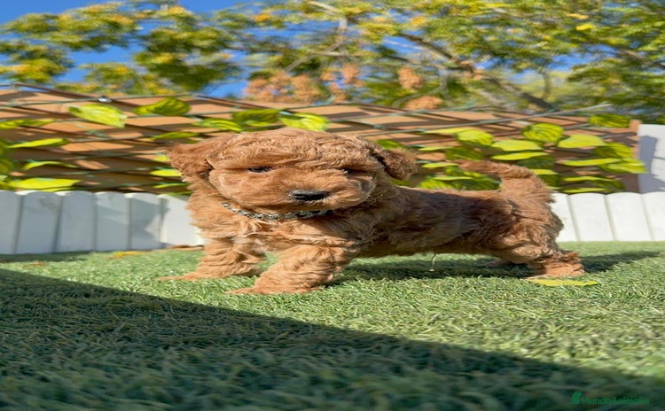 Caniche Toy perros CANICHE TOY MACHO - Anuncio 1