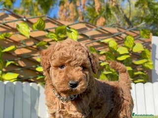 Caniche Toy perros CANICHE TOY MACHO - Anuncio 1