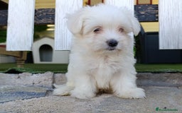 Bichón Maltés perros en venta: Bichon maltés disponible - Imagen 1