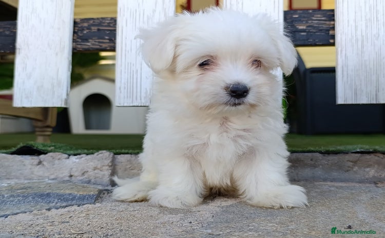 Bichón Maltés perros - Propaganda 11