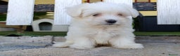 Bichón Maltés perros en venta: Bichon maltés disponible - Anuncio 1