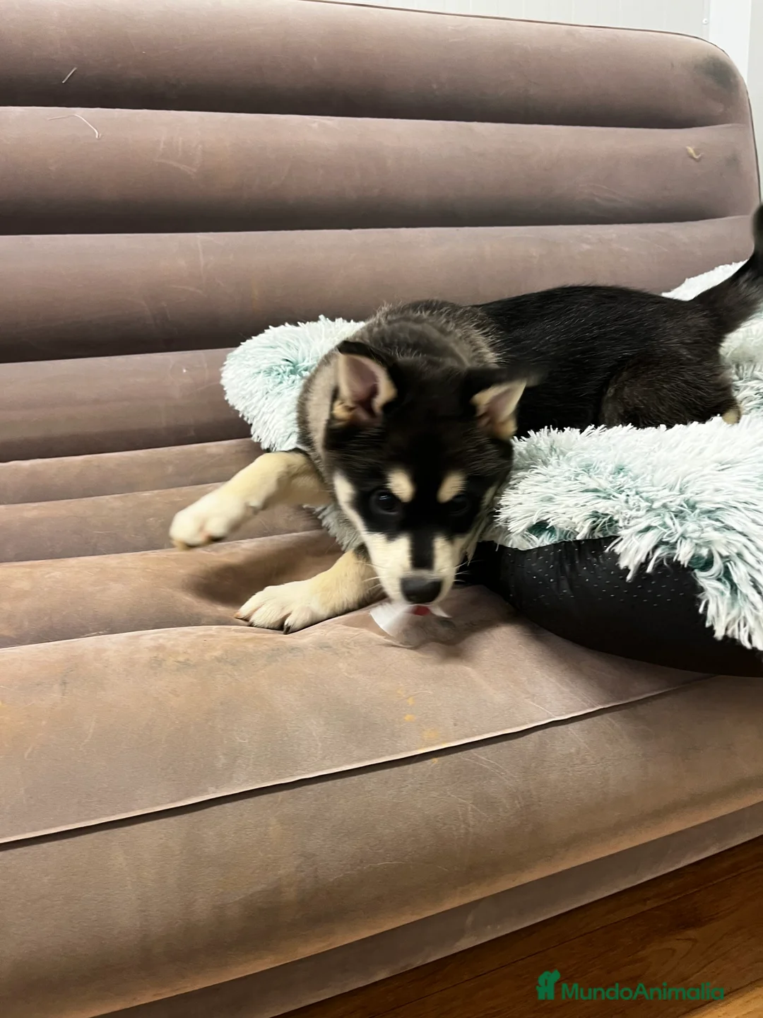 Pomsky perros en venta: Pomsky miniatura multigeneracional  - Anuncio 14
