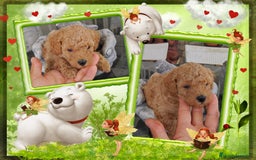 Caniche Toy perros en venta: Camada familiar de caniche toy - Imagen 1