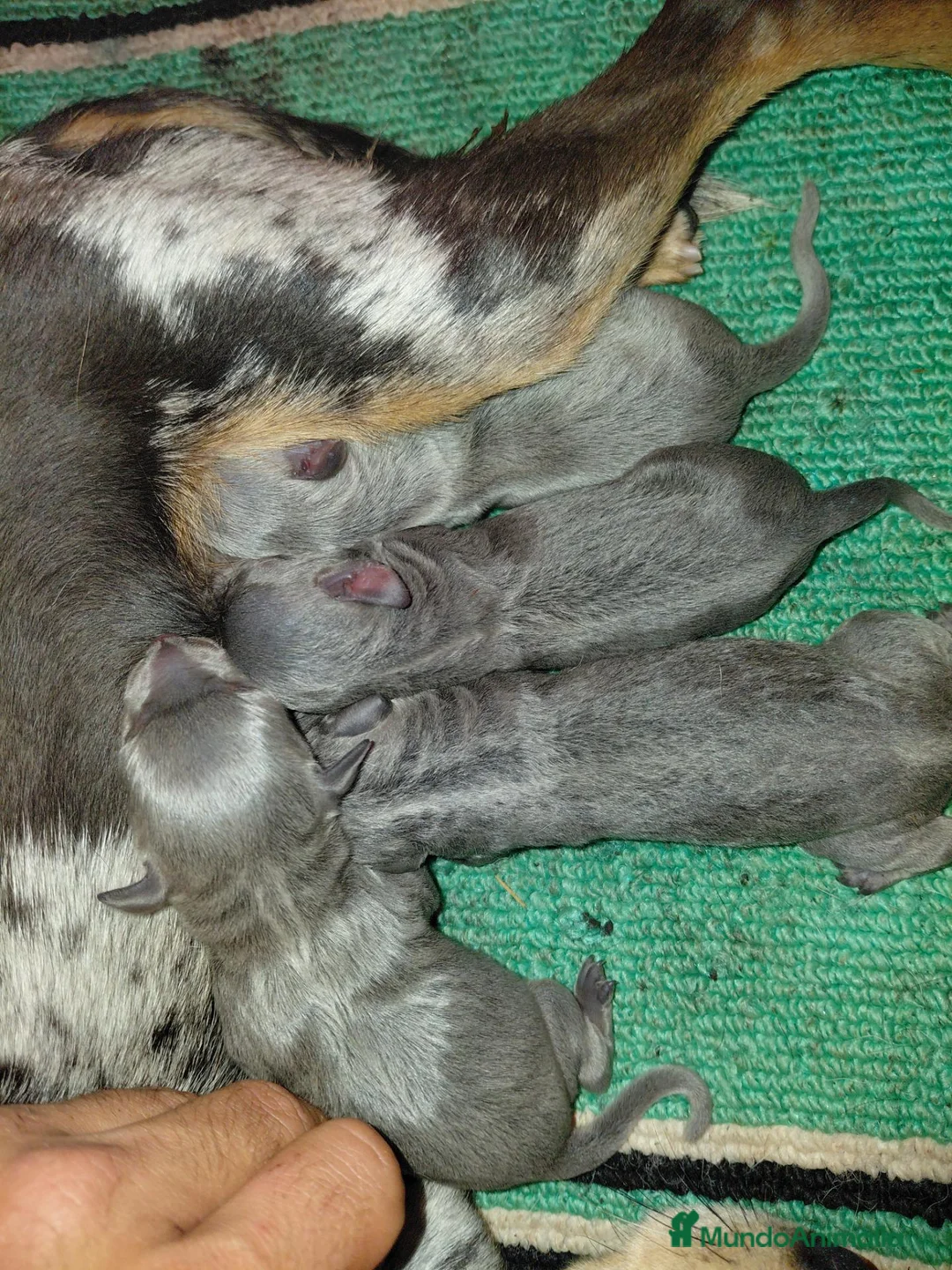 Pinscher Miniatura perros en venta: MINI PINCHER BLUE - Anuncio 1