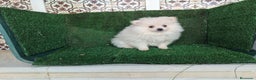 Pomerania perros en venta: Se vende camada de pomerania toy - Anuncio 5