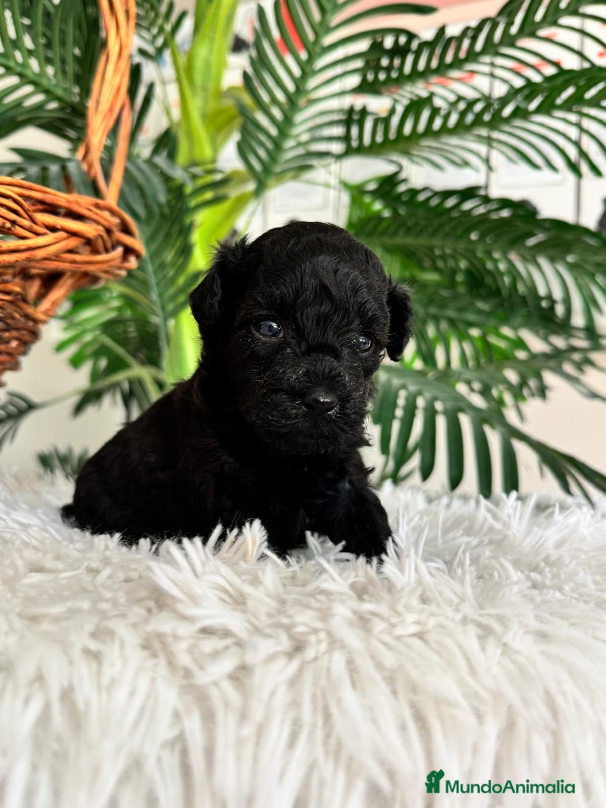 Caniche Toy perros CANICHE TOY HEMBRA - Anuncio 1