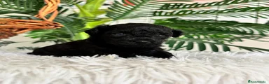 Caniche Toy 1