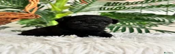 Caniche Toy perros en venta: CANICHE TOY HEMBRA - Anuncio 1