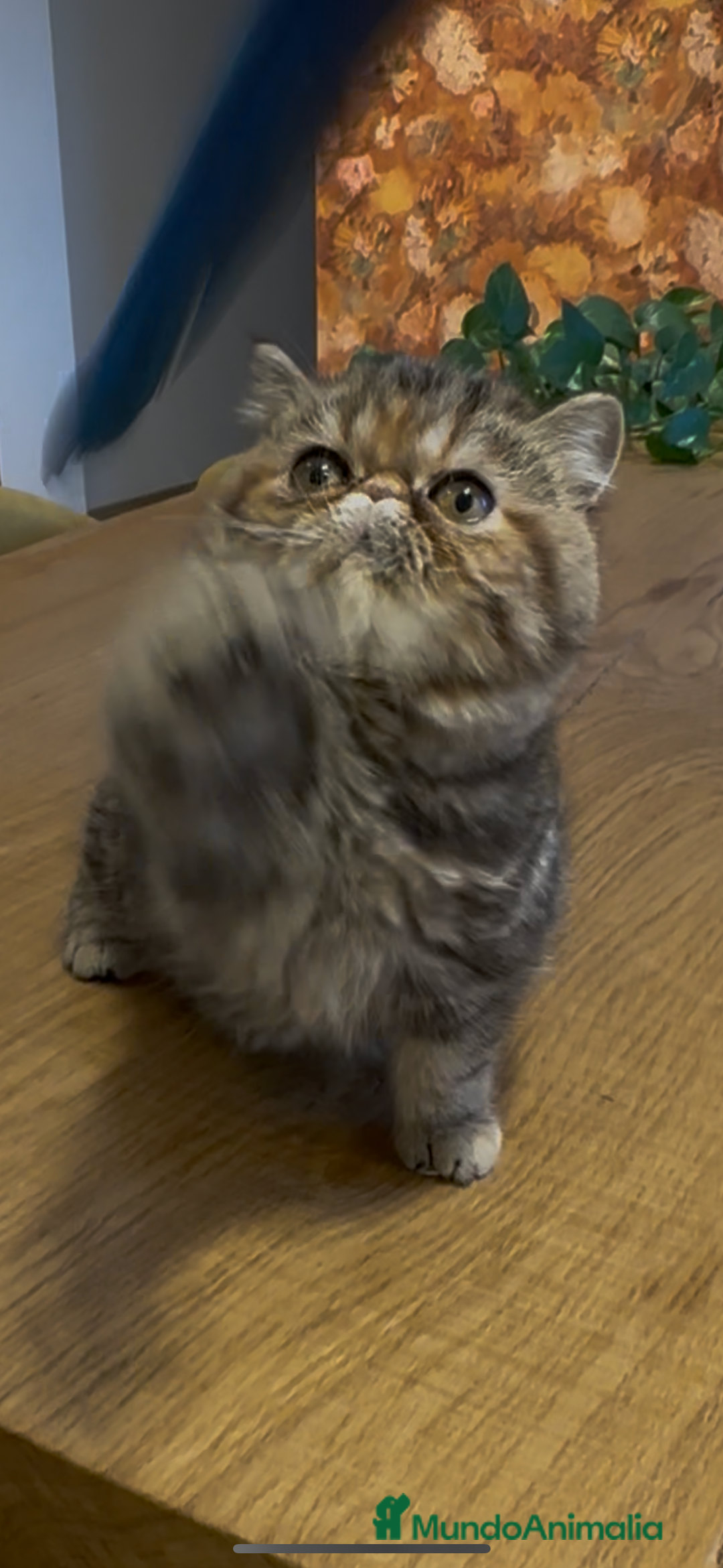 Exótico de Pelo Corto gatos en venta: Hembra Exótica  - Anuncio 1