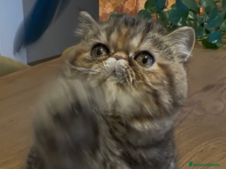 Exótico de Pelo Corto gatos Hembra Exótica - Anuncio 3