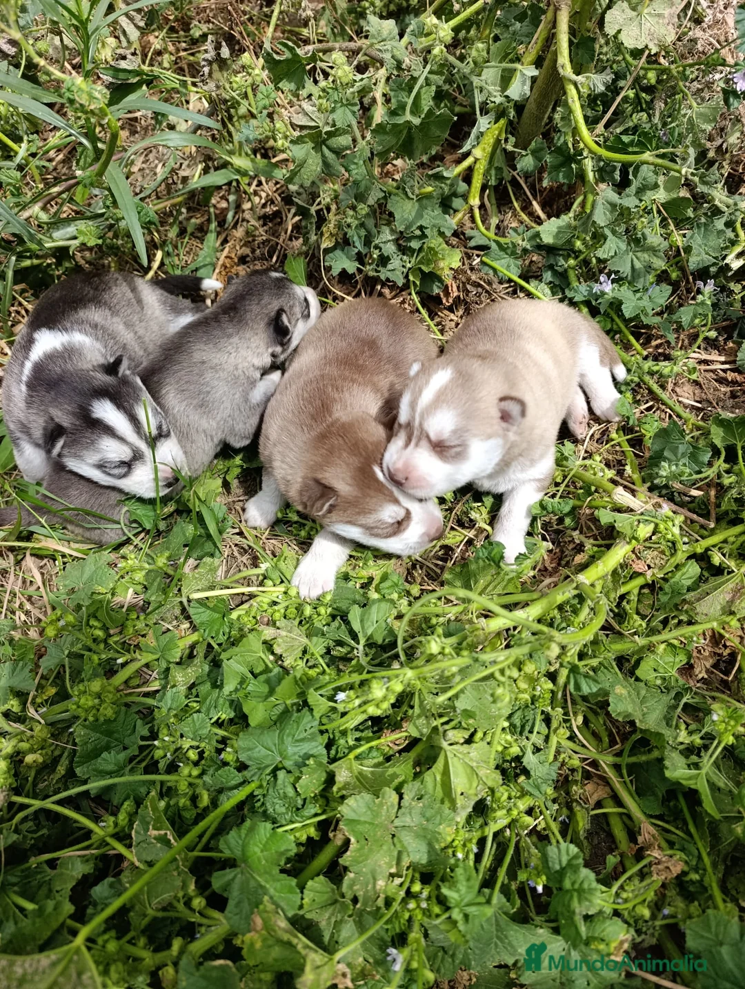 Husky Siberiano perros en venta: HUSKY - Anuncio 1