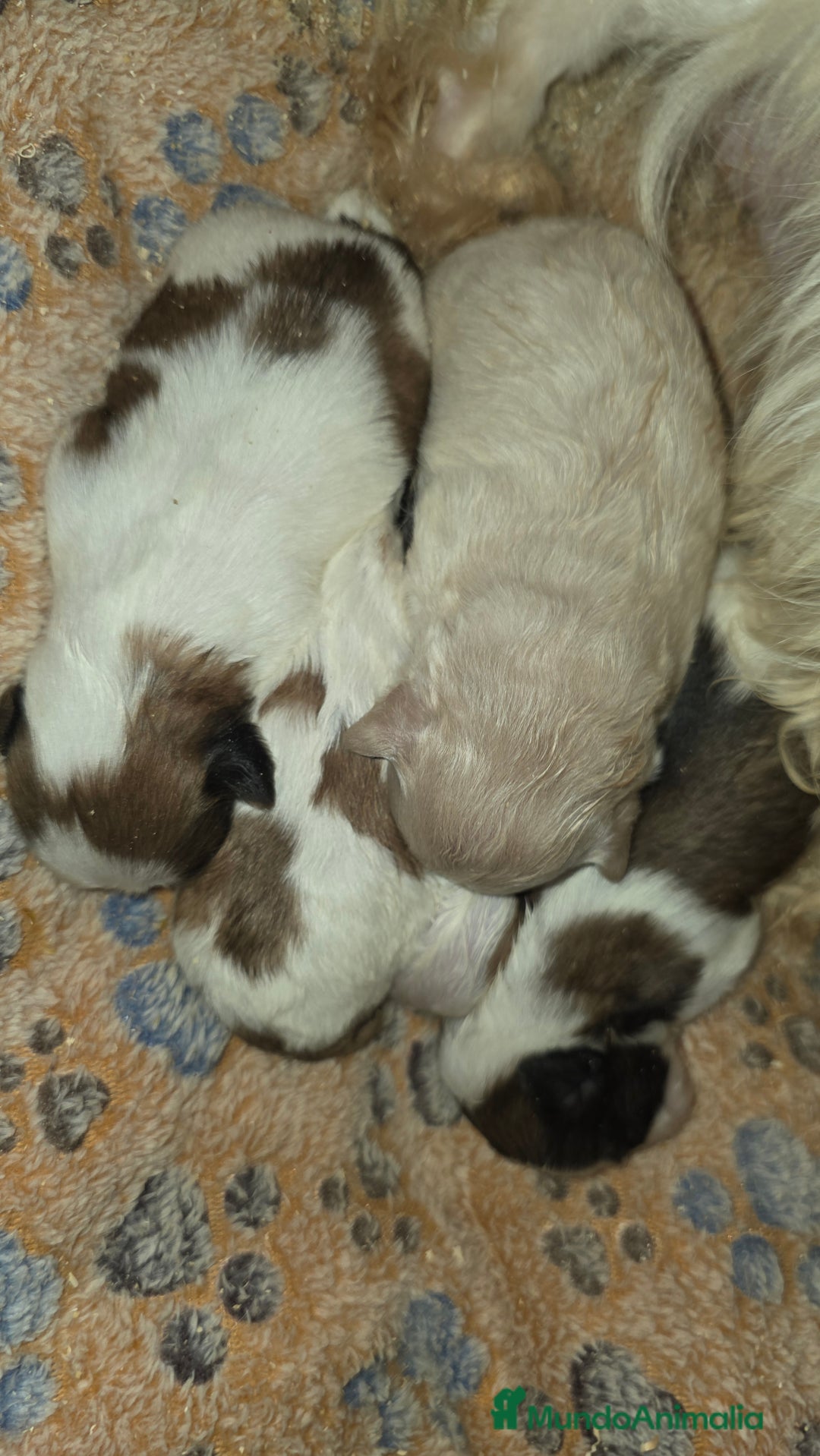 Shih Tzu perros en venta: Shihtzu - Anuncio 2