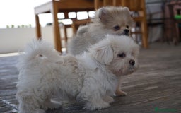 Maltipoo perros en venta: 🐾 Snow, Manolo, Jacinto y Paco Maltipoo 🐾 - Imagen 3