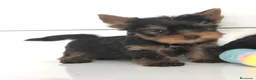 Yorkshire Terrier perros en venta: Yorkshire toy  - Anuncio 4