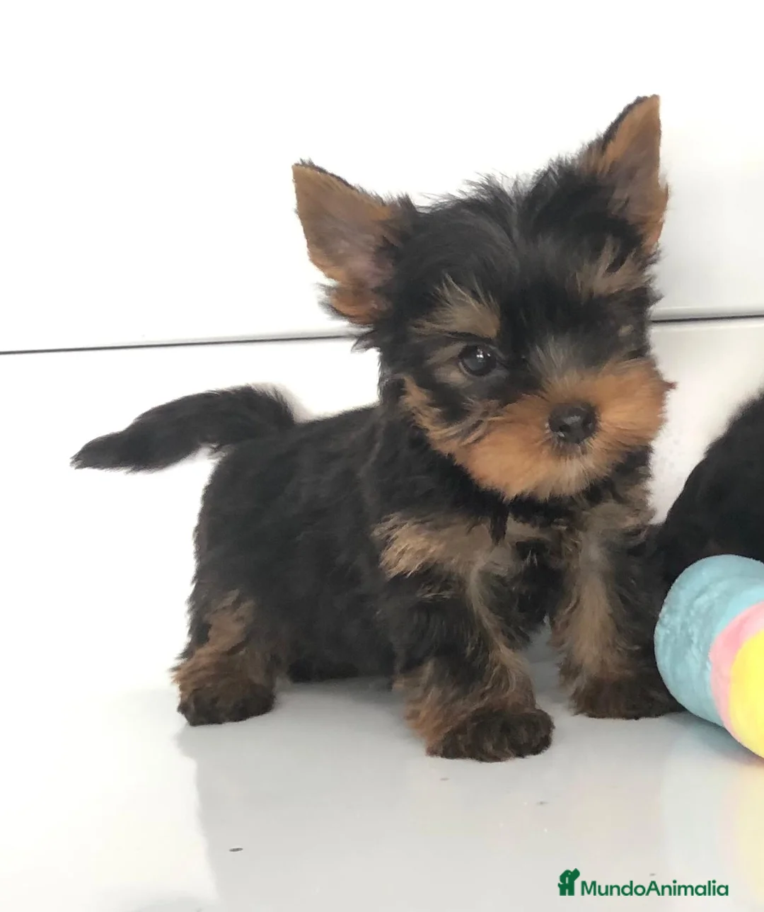 Yorkshire Terrier perros en venta: Yorkshire toy  - Anuncio 4