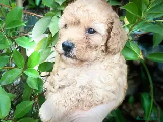 Caniche Enano perros Caniche Hembra de Estela y Alejo 6278 - AQUANATURA en Barcelona - Anuncio 38