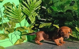 Raza Mixta perros en venta: Excelentes cachorros mixto  - Imagen 3