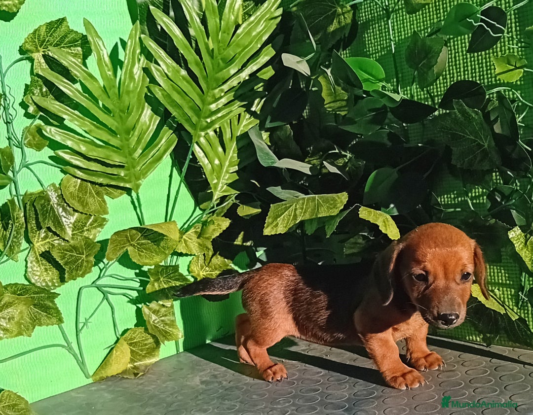 Raza Mixta perros en venta: Excelentes cachorros mixto  - Imagen 3