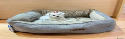 Bichón Maltés perros en venta: Bichón Maltés - Anuncio 2