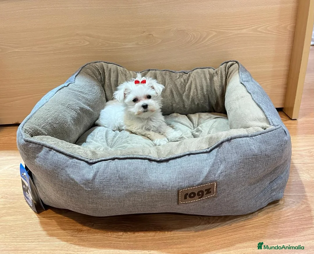 Bichón Maltés perros en venta: Bichón Maltés - Anuncio 2