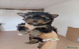 Yorkshire Terrier perros en venta: PRECIOSO MACHO MINI TOY - Imagen 2