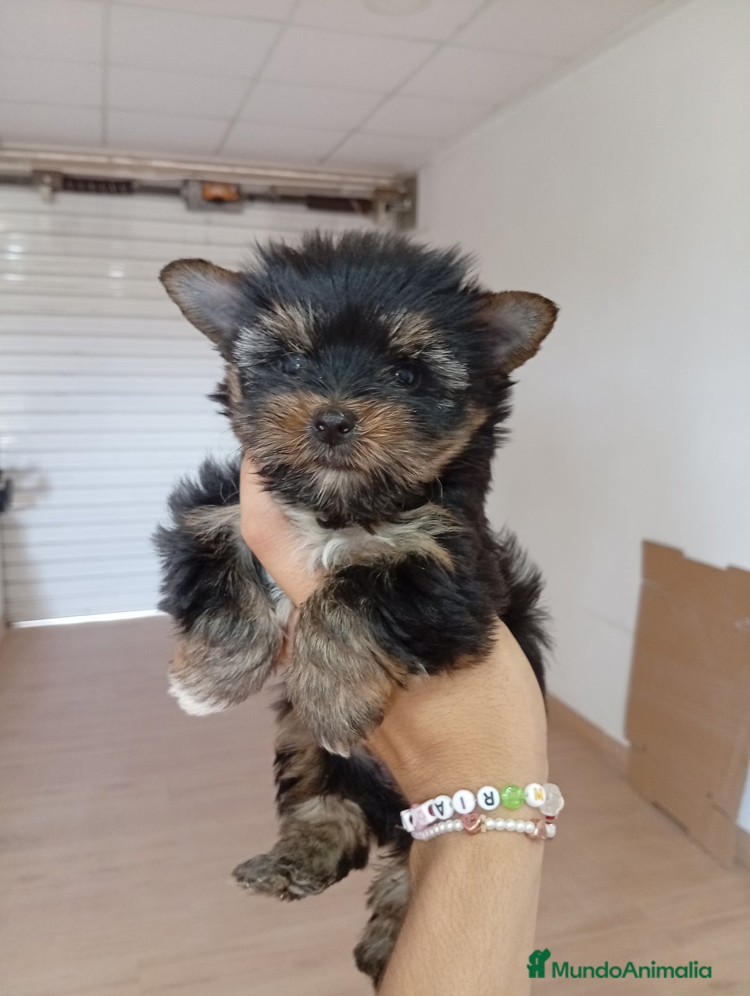 Yorkshire Terrier perros en venta: PRECIOSO MACHO MINI TOY - Imagen 2