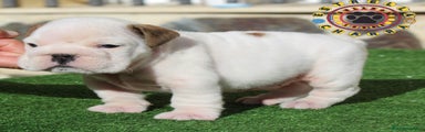 Bulldog Inglés Cachorro 1