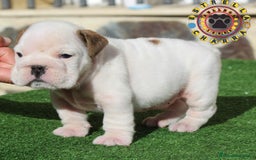 Bulldog Inglés perros en venta: Bulldog ingles calidad  - Imagen 4