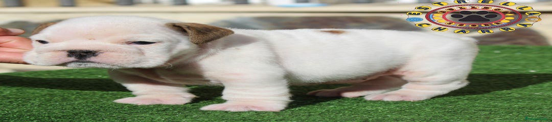 Bulldog Inglés Cachorro 1