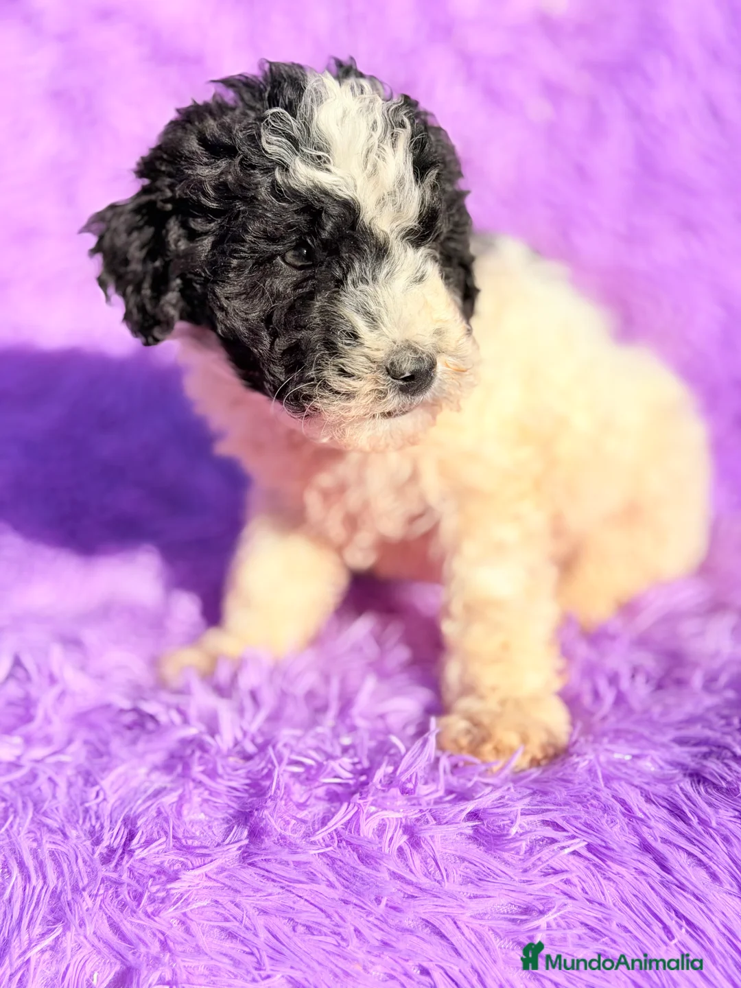 Perro de Agua Español perros en venta: Pdae blanco   y negro - Anuncio 3