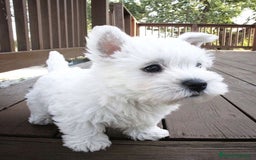 West Highland White Terrier perros en venta: DULCES BEBES DE WESTY TERRIER - Anuncio 2