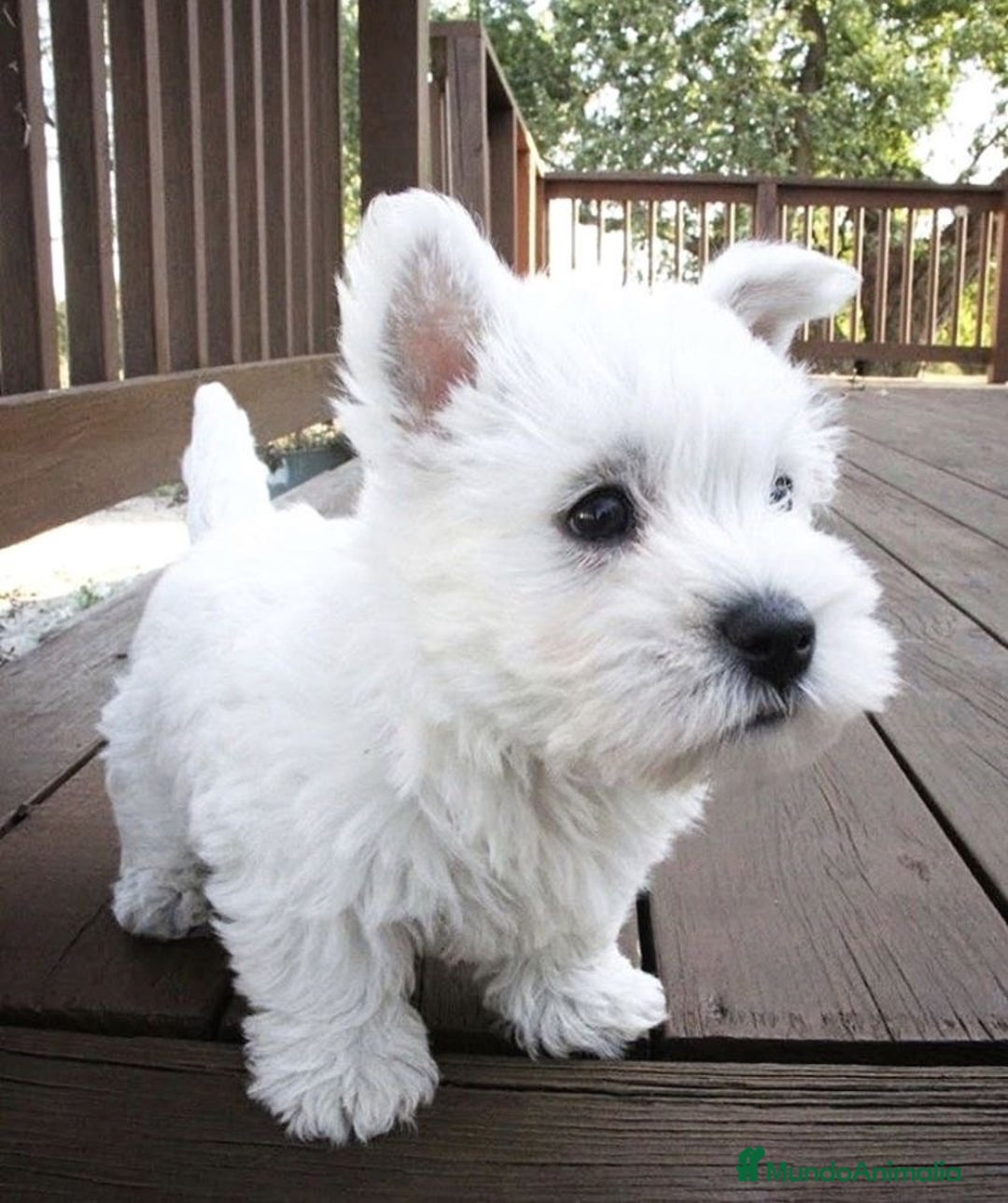 West Highland White Terrier perros en venta: DULCES BEBES DE WESTY TERRIER - Anuncio 2
