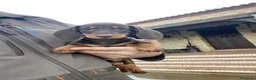 Teckel Miniatura perros en venta: teckel miniatura - Anuncio 8