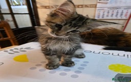 Maine Coon gatos en venta: A. MAINE COON  en León - Imagen 11
