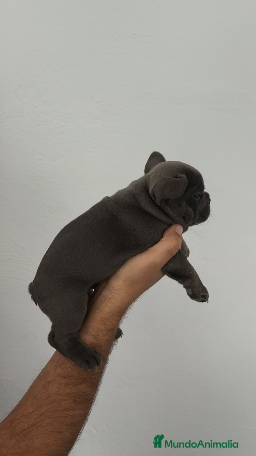 Bulldog Francés perros en venta: Bulldog francés Macho y Hembra disponibles  - Imagen 4