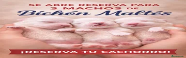 Bichón Maltés 1