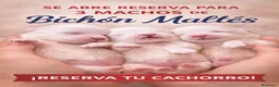 Bichón Maltés perros en venta: Bichón maltés  - Anuncio 2