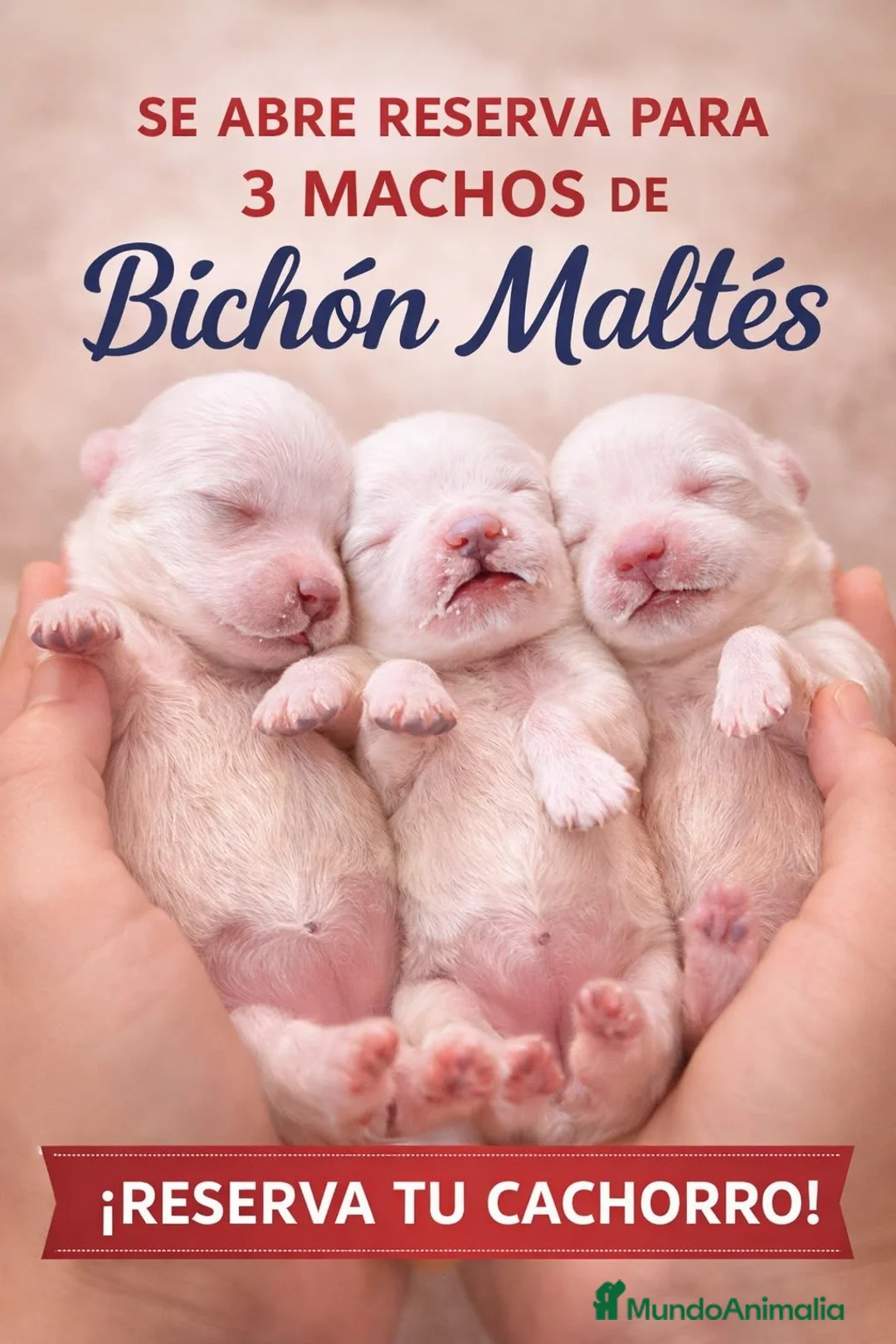 Bichón Maltés perros en venta: Bichón maltés  - Anuncio 2