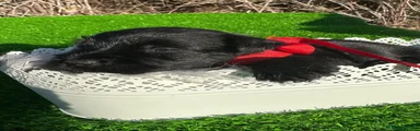 Schnauzer Miniatura 3
