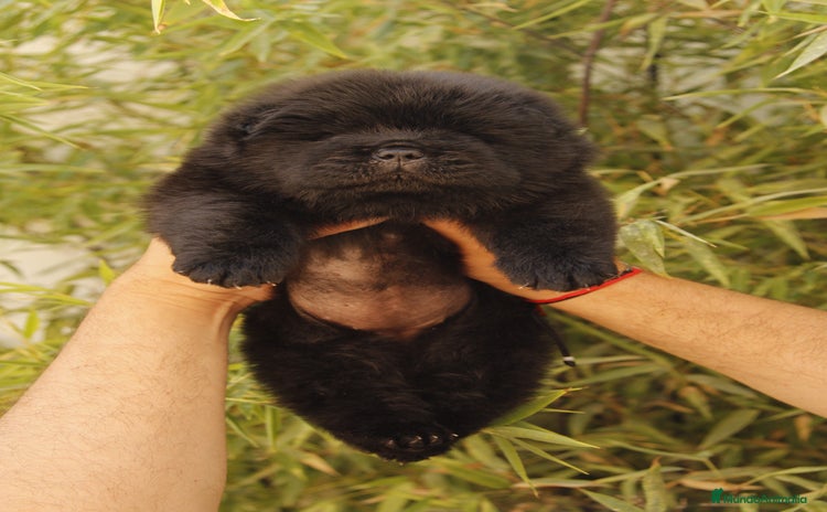 Chow Chow perros - Anuncio 2