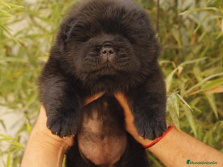 Chow Chow perros - Anuncio 4