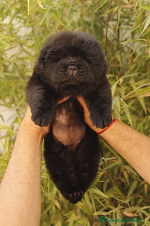 Chow Chow perros - Anuncio 3