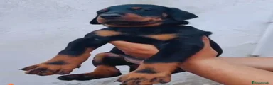 Dobermann 1