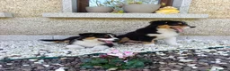 Pastor Australiano perros en venta: Cachorros pastor australiano  - Anuncio 2