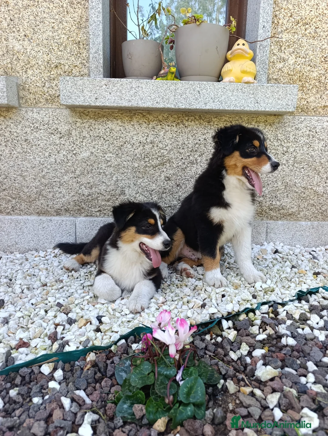 Pastor Australiano perros en venta: Cachorros pastor australiano  - Anuncio 2