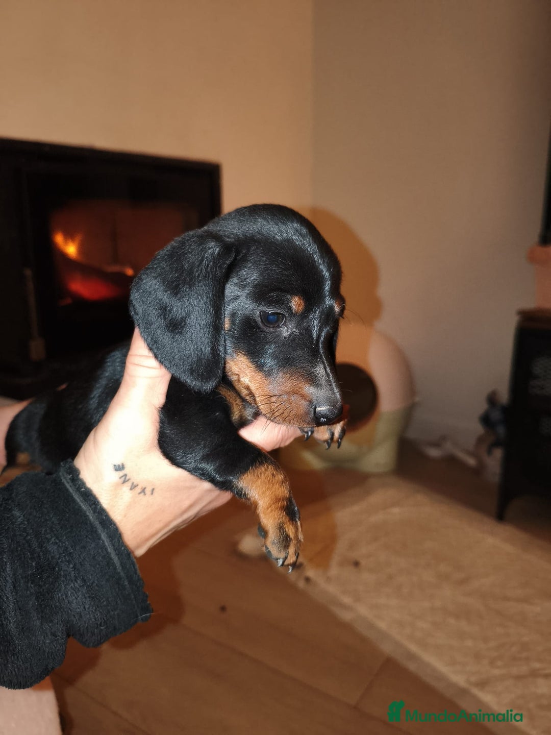 Teckel perros en venta: Cachorrito de teckel  - Anuncio 1