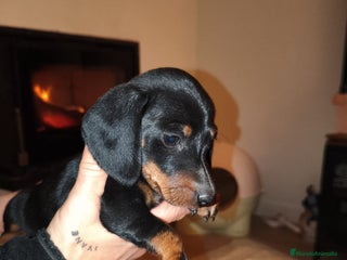 Teckel perros Cachorrito de teckel - Anuncio 1